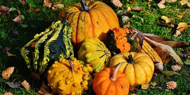 Fra jord til bord: Sæsonens grøntsager i fokus
