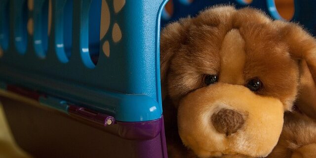 Ekspertens tips: Sådan finder du en hundekurv, din bedste ven vil elske