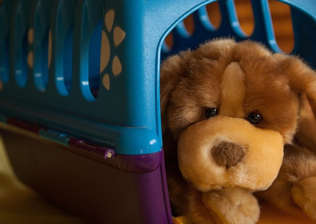 Ekspertens tips: Sådan finder du en hundekurv, din bedste ven vil elske
