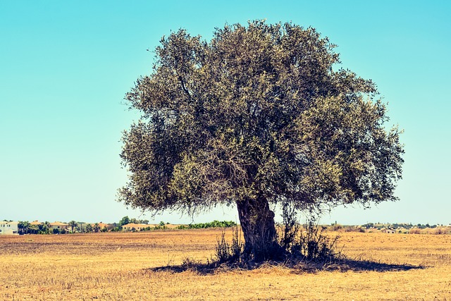 Guide til at dyrke og pleje dit eget oliventræ